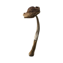Load image into Gallery viewer, Mazatapec Dried Mushroom