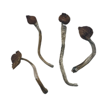 Load image into Gallery viewer, Mazatapec Dried Mushroom