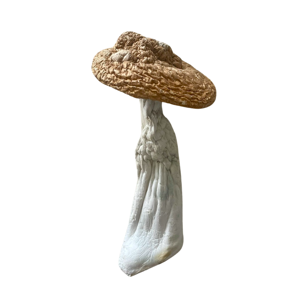 Penis Envy Dried Mushroom